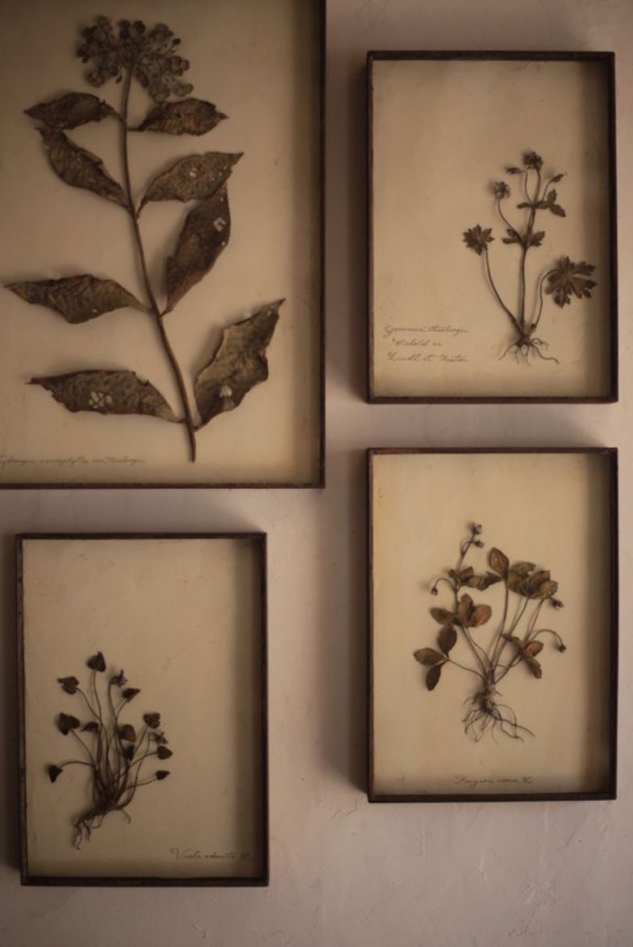 Гербарий в интерьере