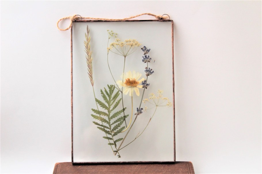 Лаванда Колосовая гербарий