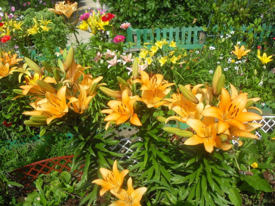 Лилейник с лилиями в одной клумбе