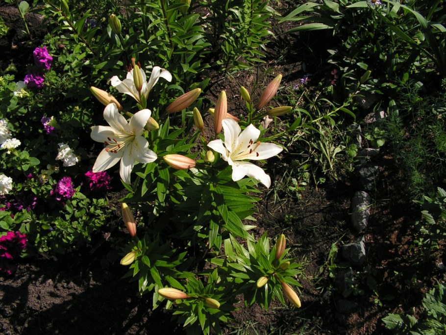 Лилия цветок на садовом участке