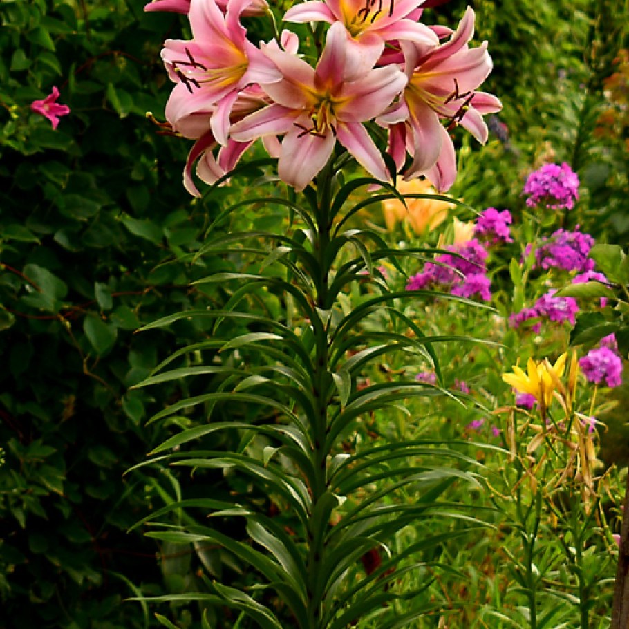 Плетистые лилии