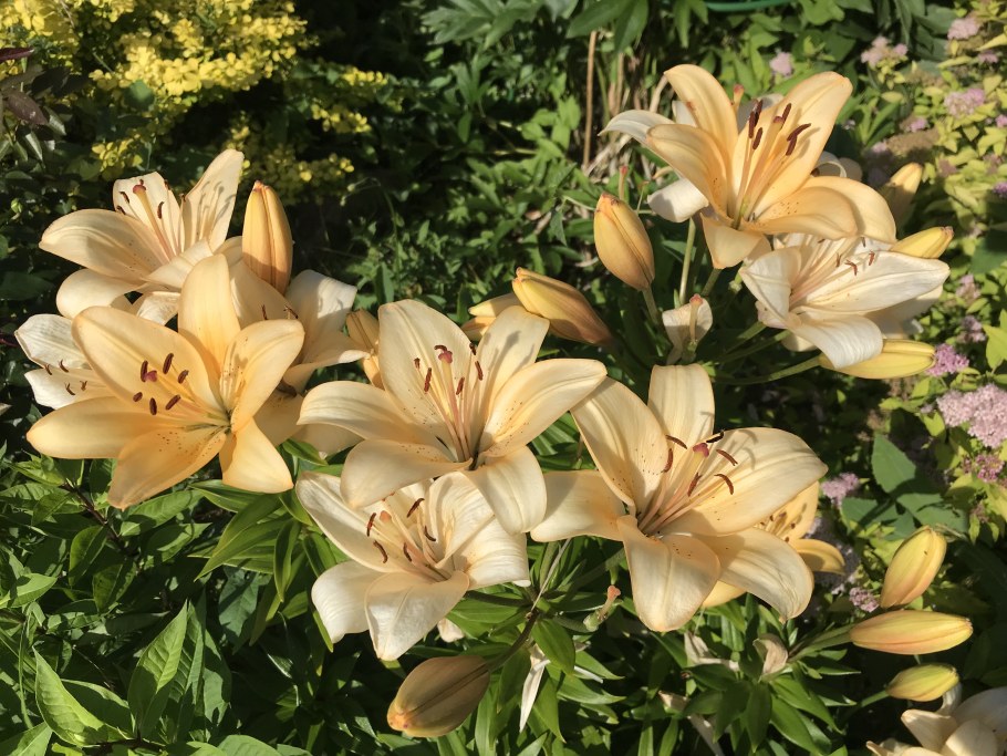 Лилия Лондрина (азиатская)