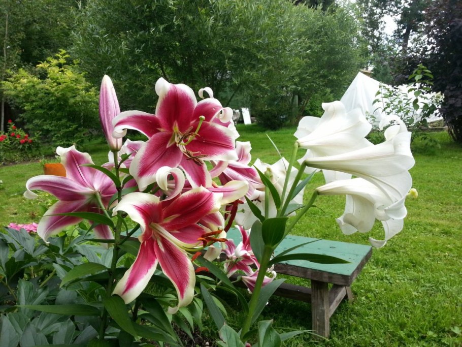 Лилия эмейзинг Грейс