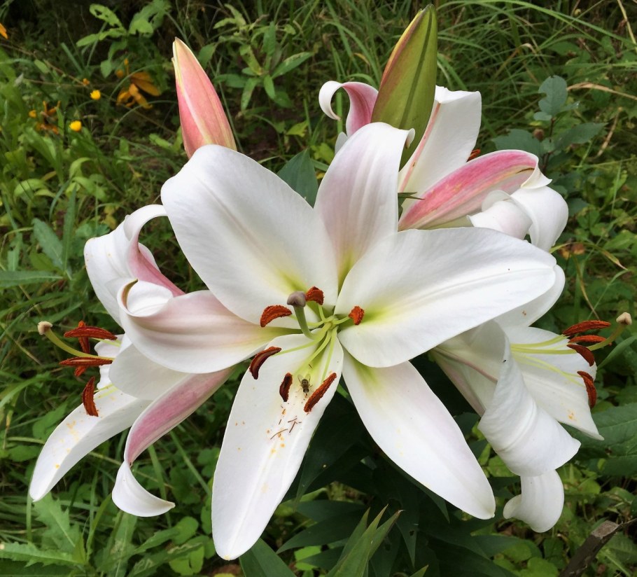 Лилия Вайт Триумф