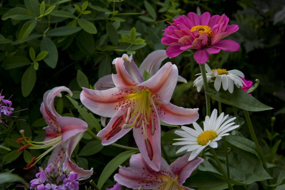 Лилия ИЗИ спот