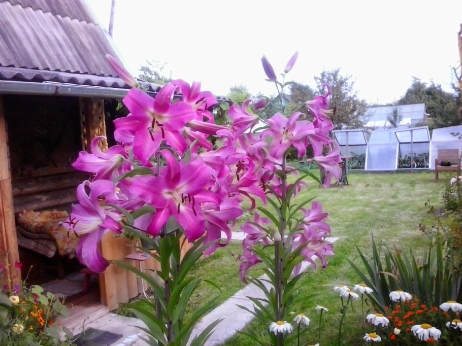 Лилия древовидная фиолетовая