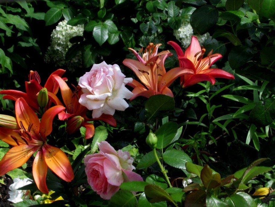 Лилия Вермеер (азиатская)