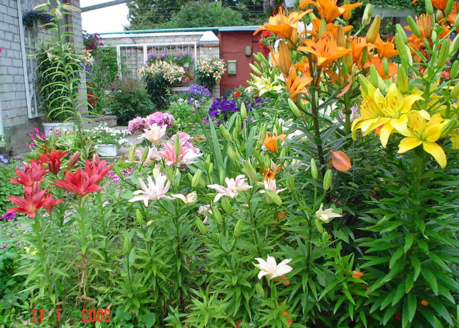 Лилия тигровая на клумбе