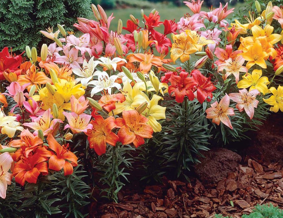 Цветник лесенка, бархатцы, ирисы, тигровая Лилия