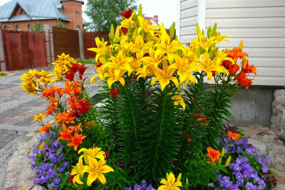 Цветник лесенка, бархатцы, ирисы, тигровая Лилия