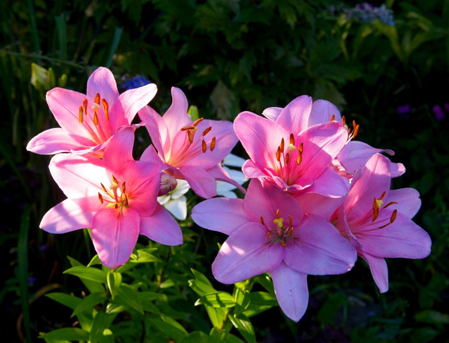 Лилия Дачная