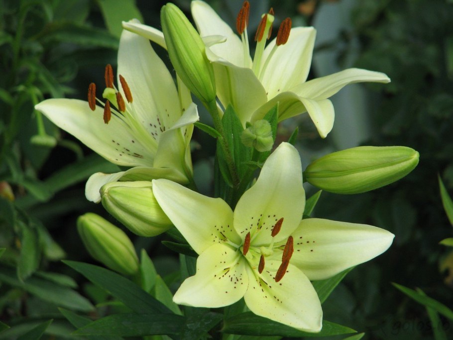 Лилия луковиценосная