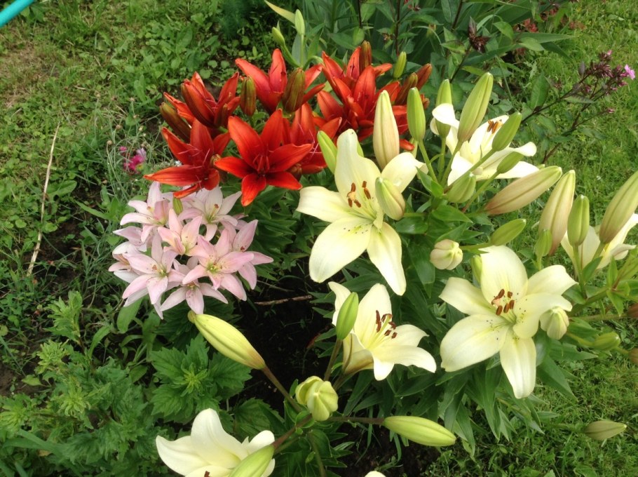 Лилия Дачная