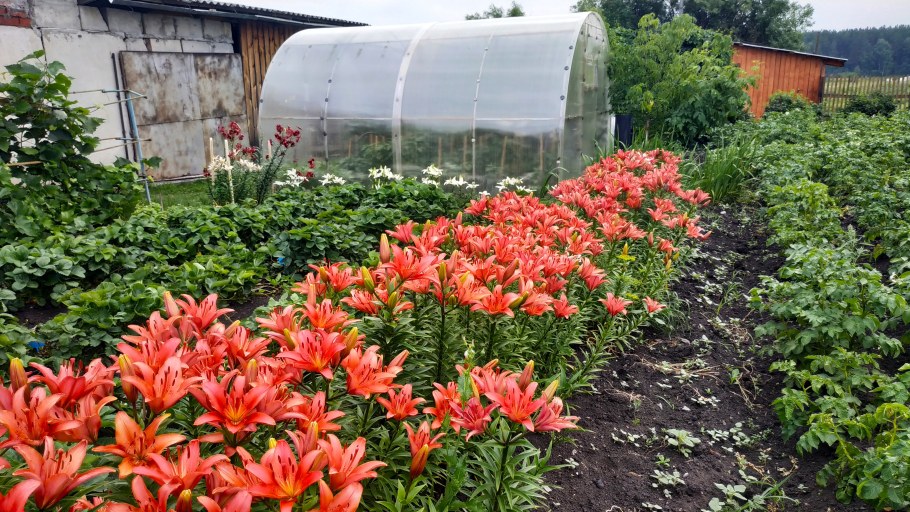 Грядка с лилиями