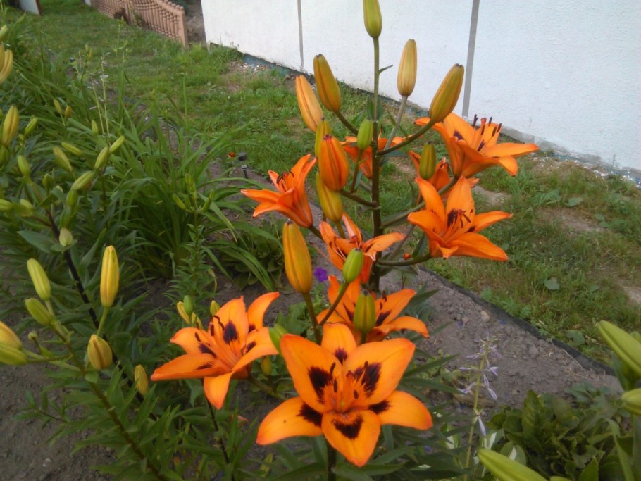 Азиатская Лилия на даче