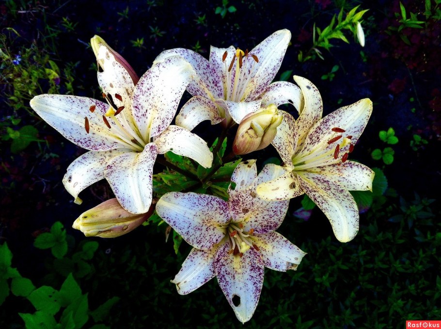 Лилия ла-гибрид Айдахо