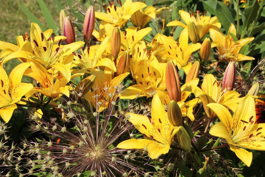 Лилия луковиценосная