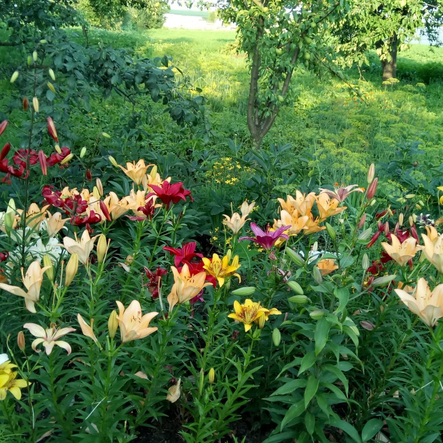 Хоста и лилии в клумбе