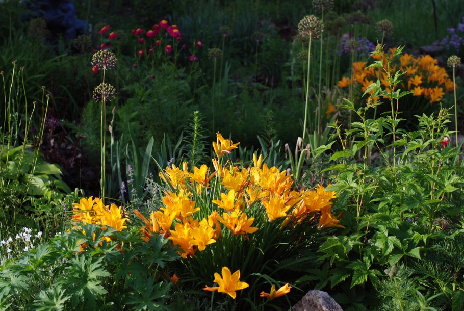 Лилия и лилейник Хоста в клумбе