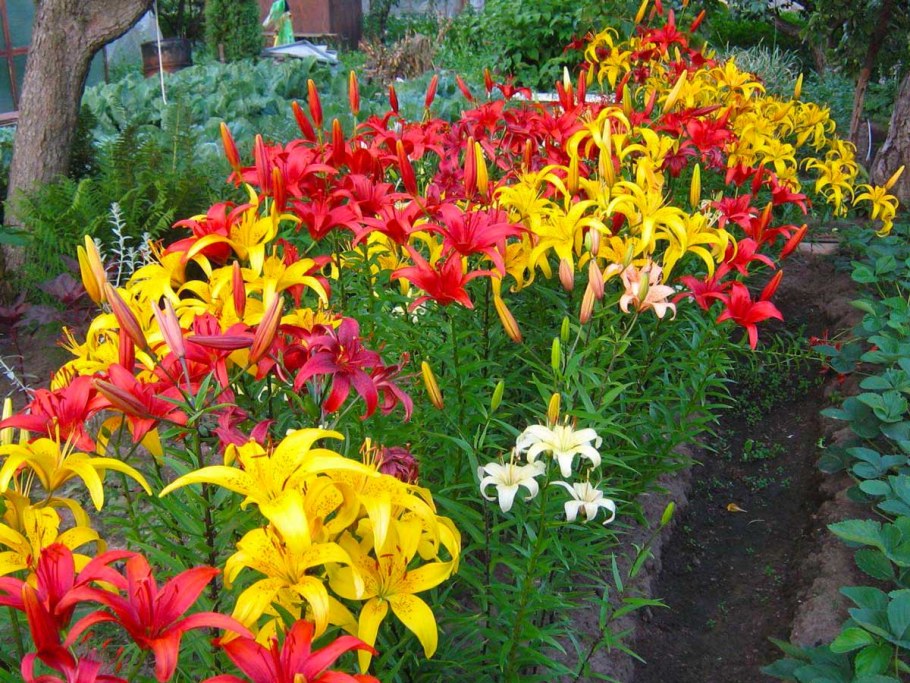 Лилия Манитоба на клумбе