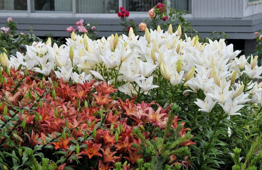 Лилия датч Голд на клумбе