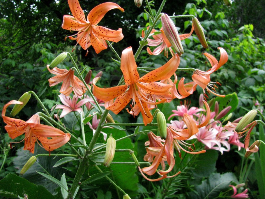 Лилия фальмарин Falmarin