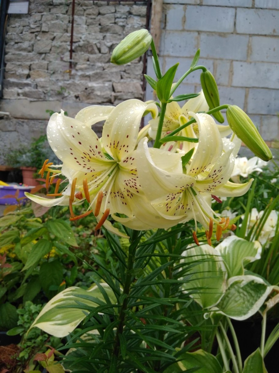 Лилии огородные