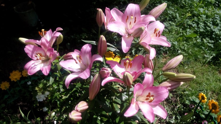 Лилия Competition