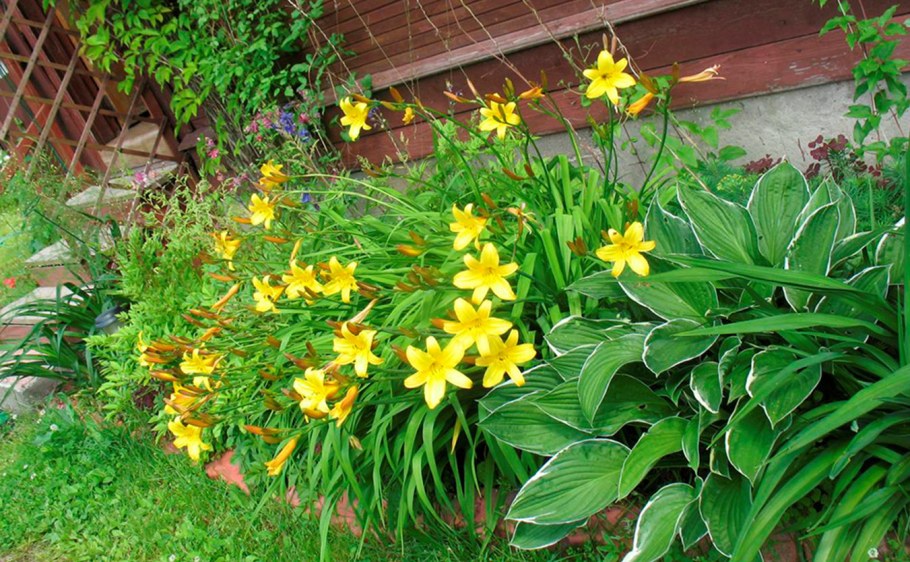 Цветы Хоста лилейники