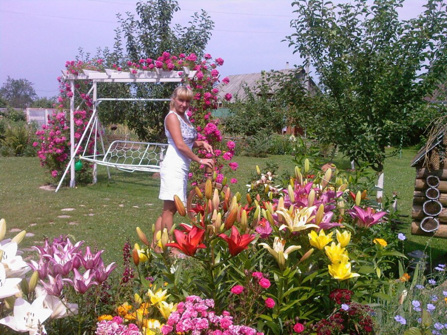 Лилии на клумбе на даче