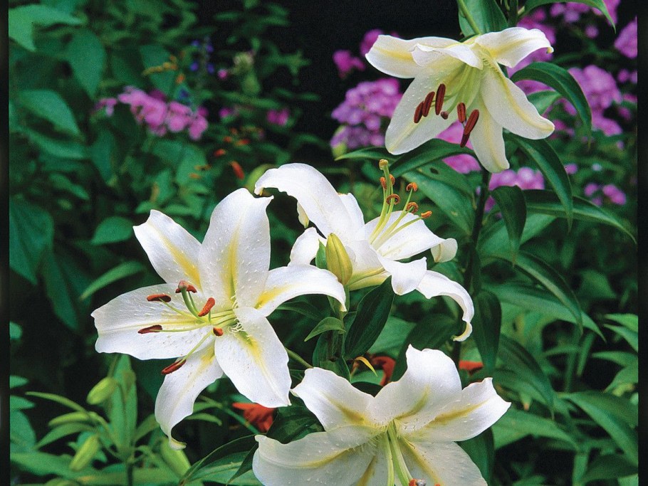 Лилия на даче