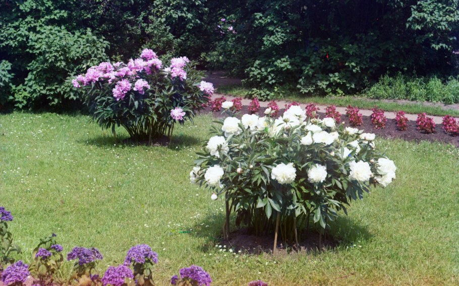 Пион Солитер