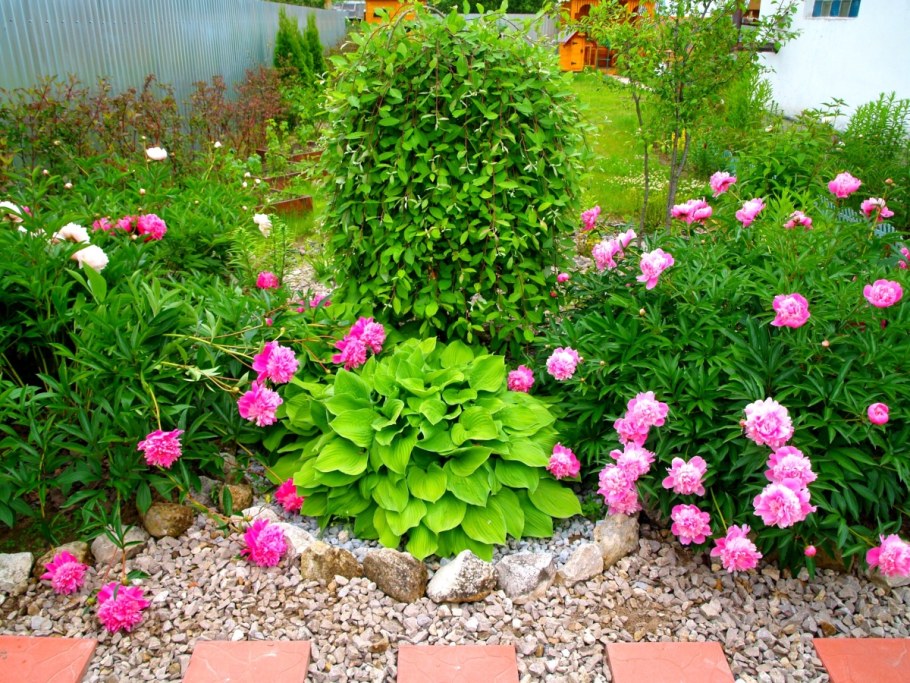 Древовидные пионы