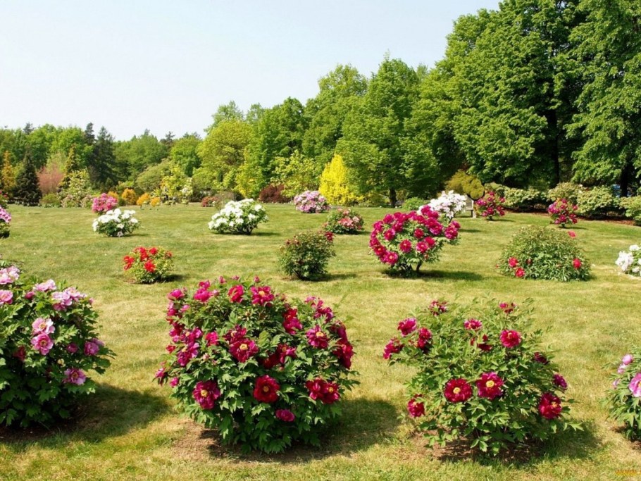 Миксбордеры клумбы рабатки