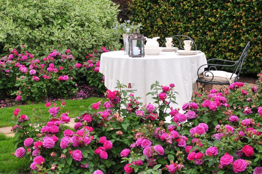 Клумба с пионами