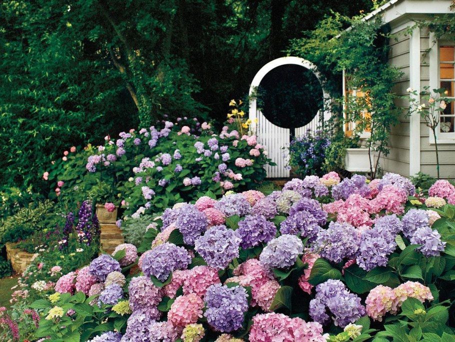 Гортензия изгородь самшит