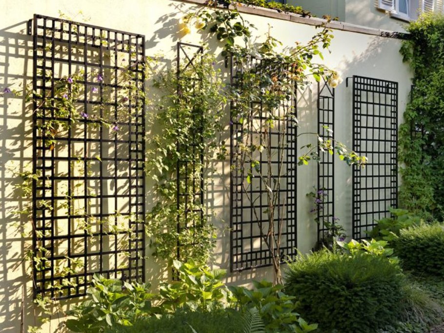 Шпалера актинидия клематис