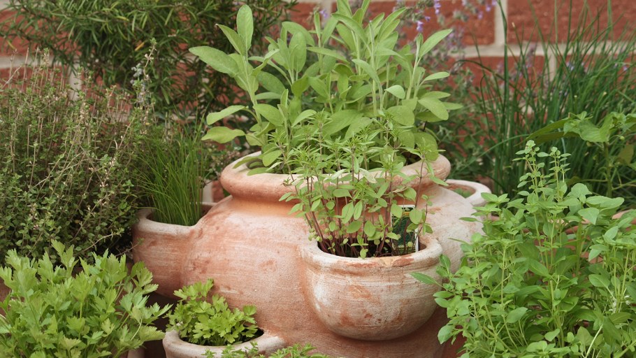 Аптекарский огород пряные травы