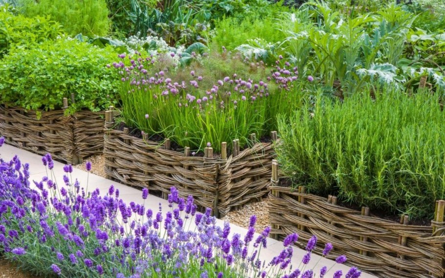 Лаванда бордюрная