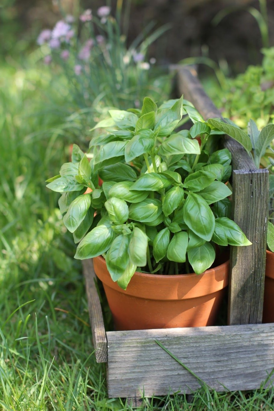 Базилик душистый