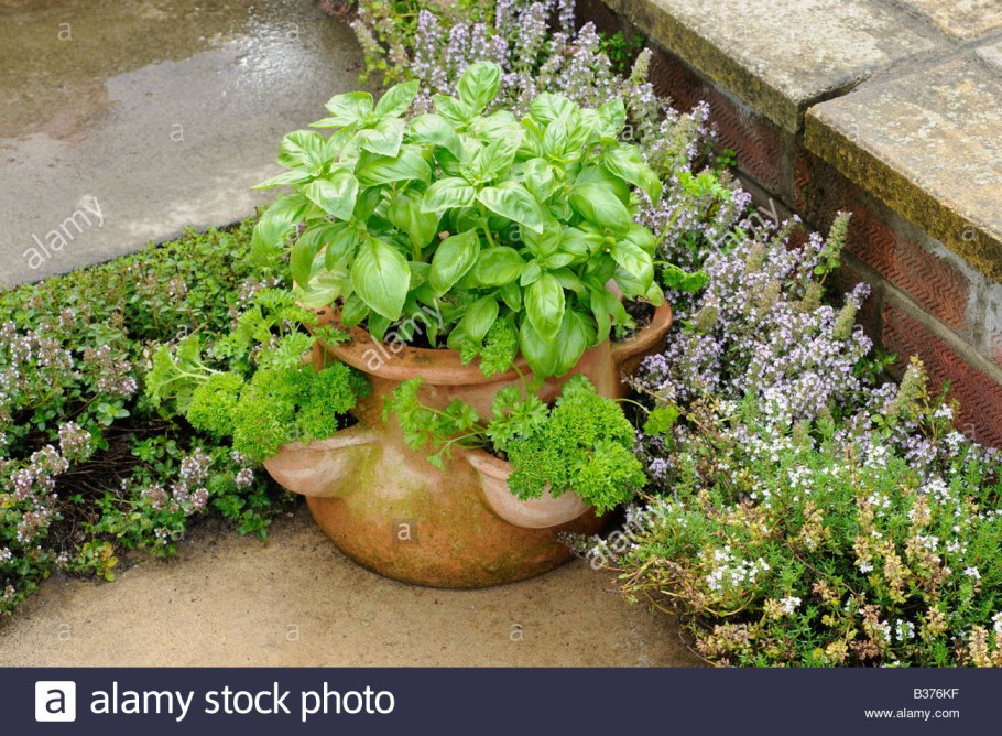 Семена пряных трав базилик мята кориандр