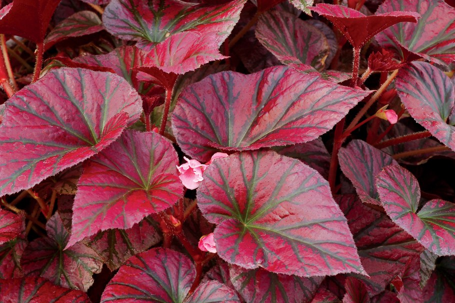 Бегония Black Knight