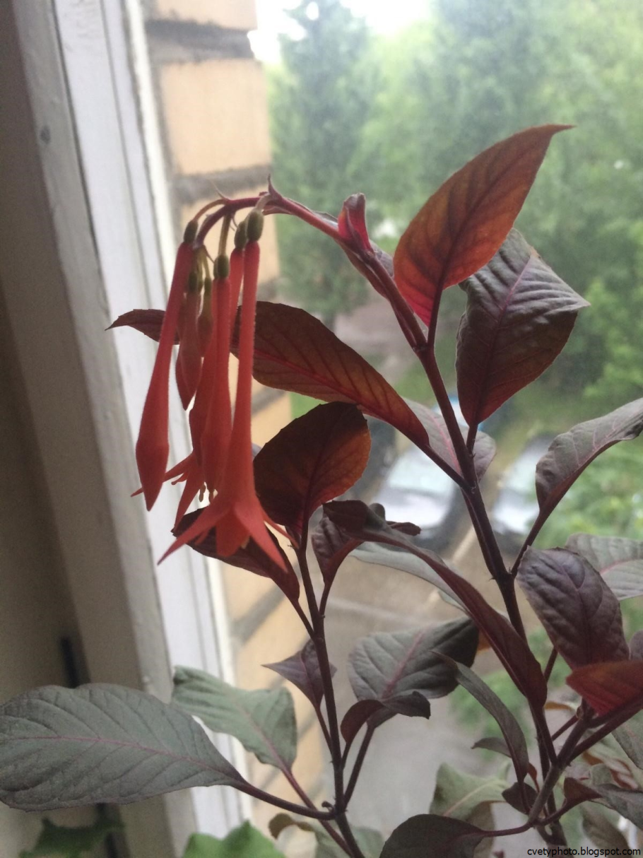Фикус краснолистный