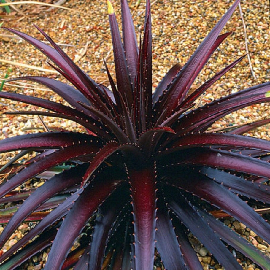 Dyckia fosteriana
