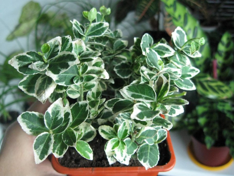 Плант микс плектрантус