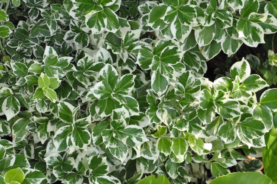 Бересклет Форчуна Emerald GAIETY