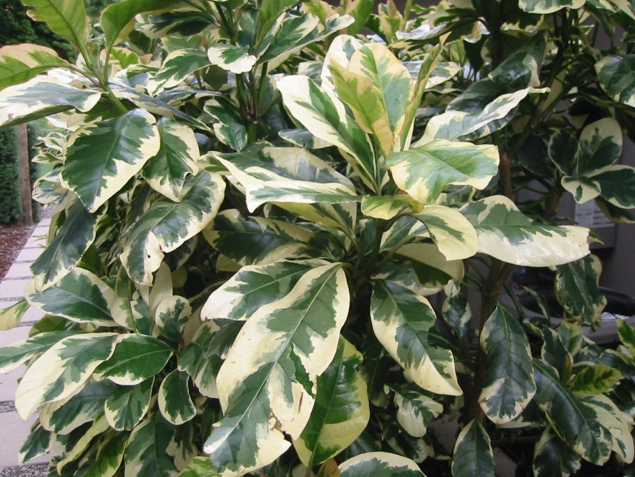 Пизония зонтичная вариегатная