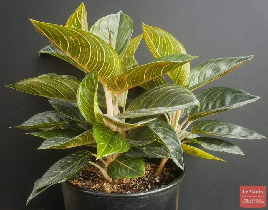 Аглаонема Кинг оф Сиам