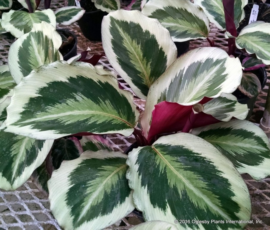 Калатея вариегатная