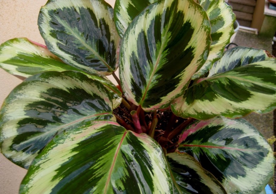 Маранта цветок